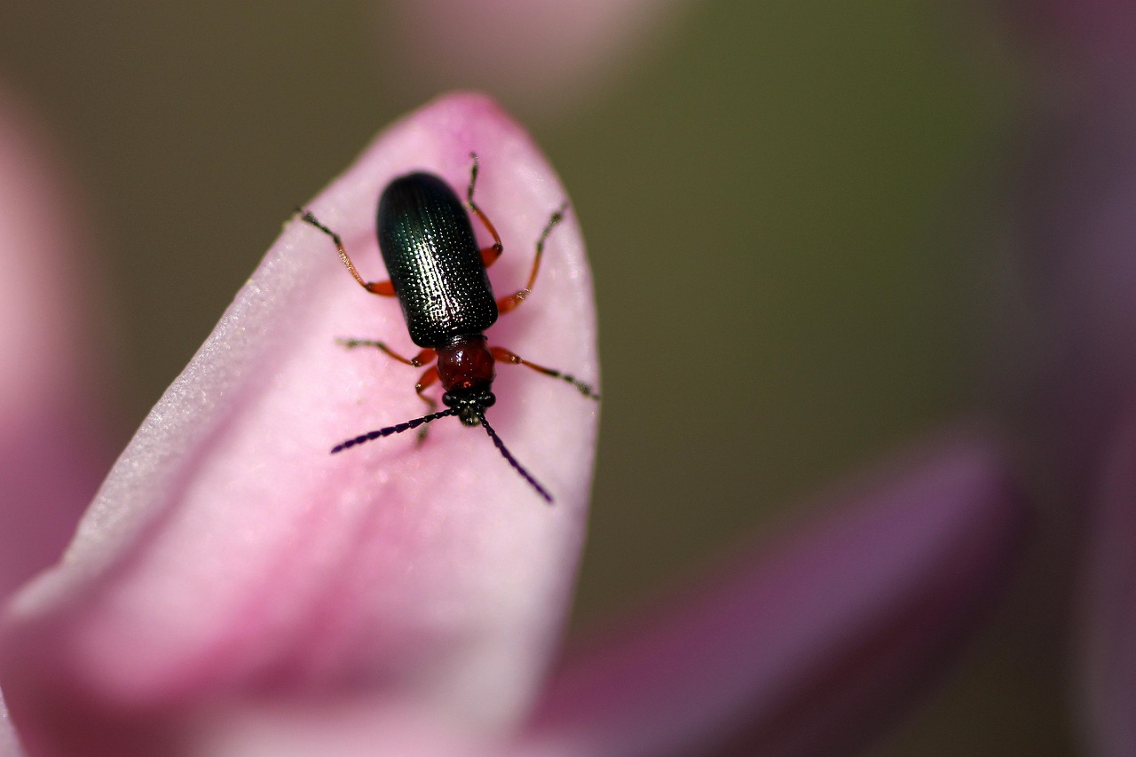 Beetle, green, leaf beetle — Eliminating Cigarette Beetles – Effective Pest Control Methods for Lasting Results